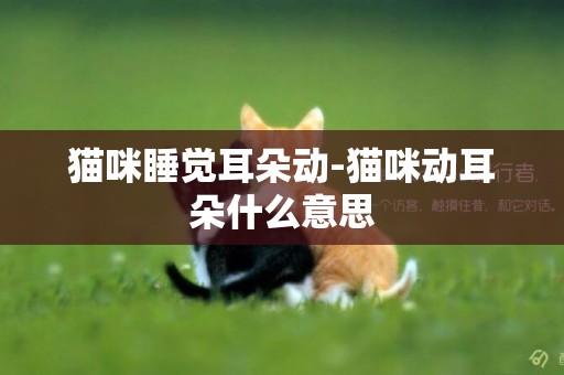 貓咪睡覺耳朵動-貓咪動耳朵什么意思