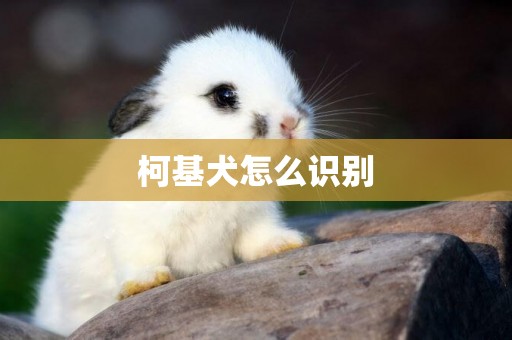 柯基犬怎么識別
