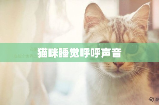 貓咪睡覺呼呼聲音