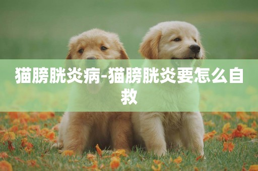 貓膀胱炎病-貓膀胱炎要怎么自救