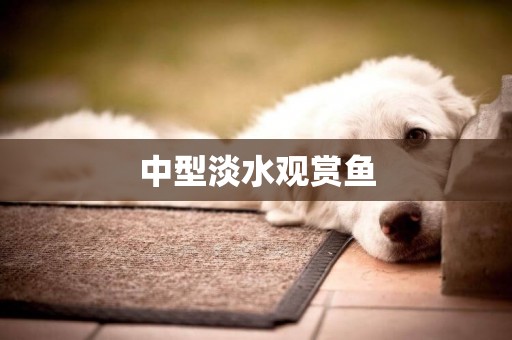中型淡水觀賞魚