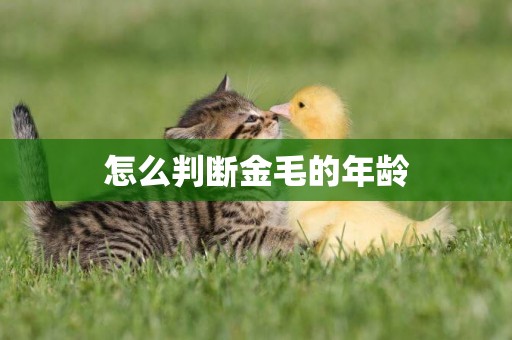 怎么判斷金毛的年齡