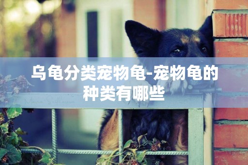 烏龜分類寵物龜-寵物龜的種類有哪些