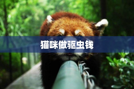 貓咪做驅蟲錢