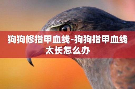 狗狗修指甲血線-狗狗指甲血線太長怎么辦