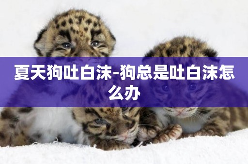 夏天狗吐白沫-狗總是吐白沫怎么辦