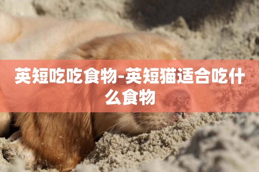 英短吃吃食物-英短貓適合吃什么食物