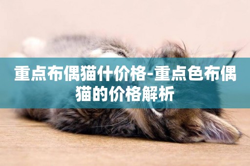 重點布偶貓什價格-重點色布偶貓的價格解析