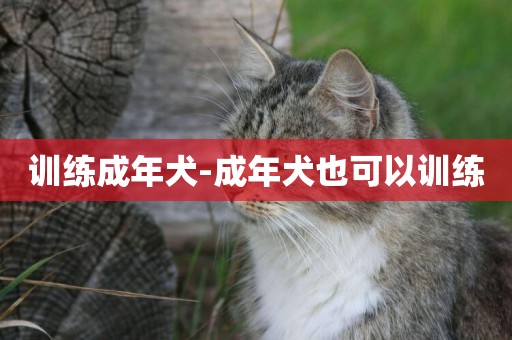 訓練成年犬-成年犬也可以訓練