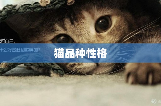 貓品種性格