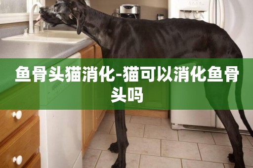 魚骨頭貓消化-貓可以消化魚骨頭嗎