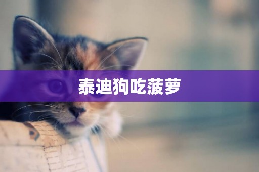泰迪狗吃菠蘿