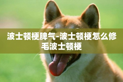 波士頓梗脾氣-波士頓梗怎么修毛波士頓梗