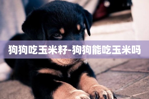 狗狗吃玉米籽-狗狗能吃玉米嗎