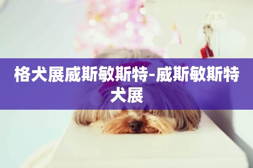 格犬展威斯敏斯特-威斯敏斯特犬展