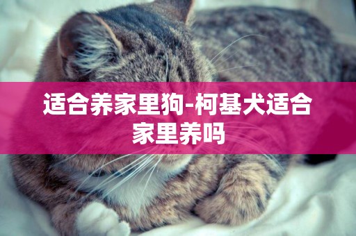 適合養家里狗-柯基犬適合家里養嗎