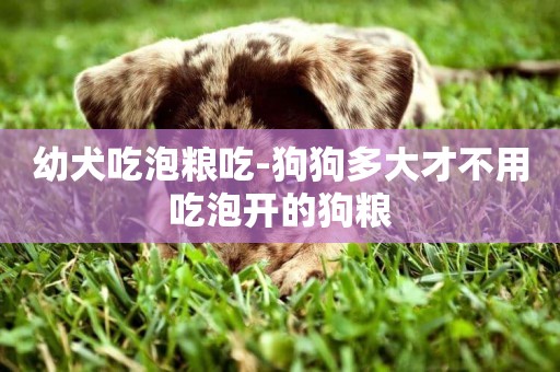 幼犬吃泡糧吃-狗狗多大才不用吃泡開的狗糧