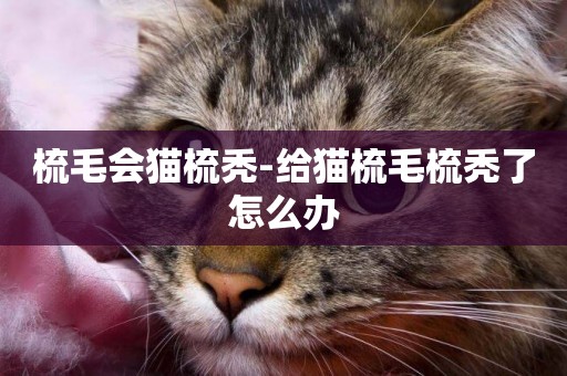 梳毛會貓梳禿-給貓梳毛梳禿了怎么辦