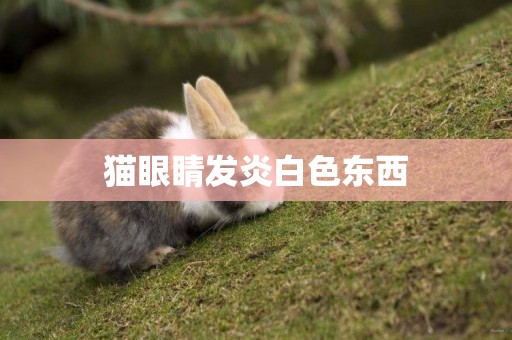 貓眼睛發炎白色東西