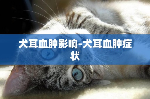 犬耳血腫影響-犬耳血腫癥狀