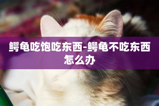 鱷龜吃飽吃東西-鱷龜不吃東西怎么辦