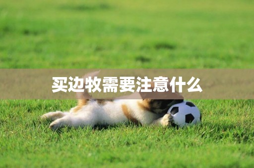 買邊牧需要注意什么