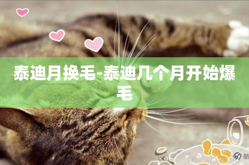 泰迪月換毛-泰迪幾個月開始爆毛