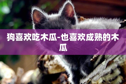 狗喜歡吃木瓜-也喜歡成熟的木瓜