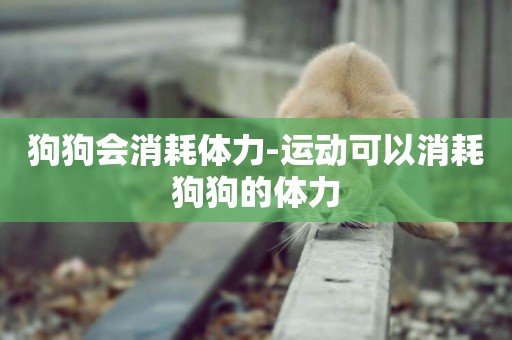 狗狗會消耗體力-運動可以消耗狗狗的體力