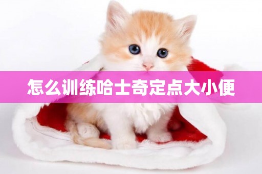 怎么訓練哈士奇定點大小便