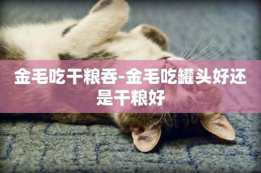 金毛吃干糧吞-金毛吃罐頭好還是干糧好