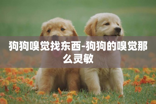 狗狗嗅覺找東西-狗狗的嗅覺那么靈敏