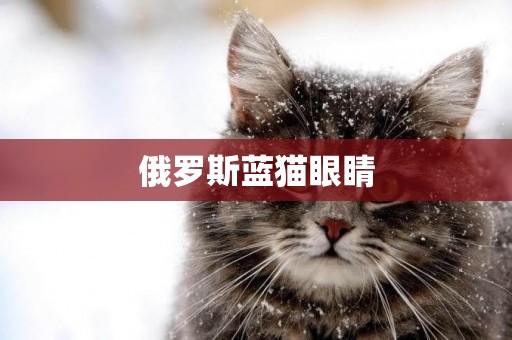 俄羅斯藍貓眼睛