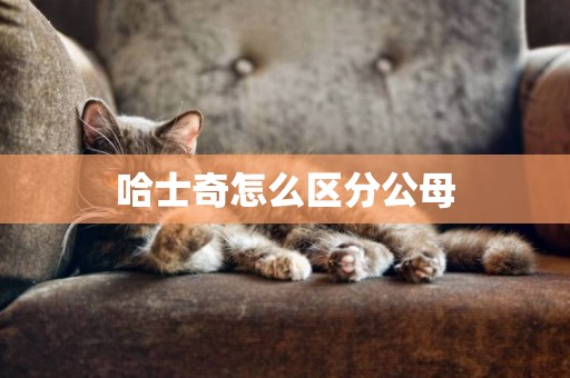 哈士奇怎么區分公母