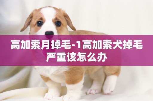 高加索月掉毛-1高加索犬掉毛嚴重該怎么辦