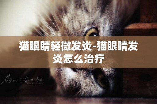貓眼睛輕微發炎-貓眼睛發炎怎么治療