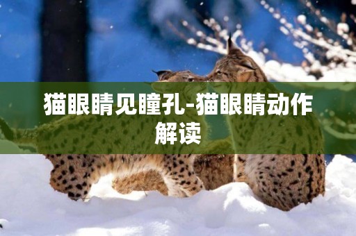 貓眼睛見瞳孔-貓眼睛動作解讀