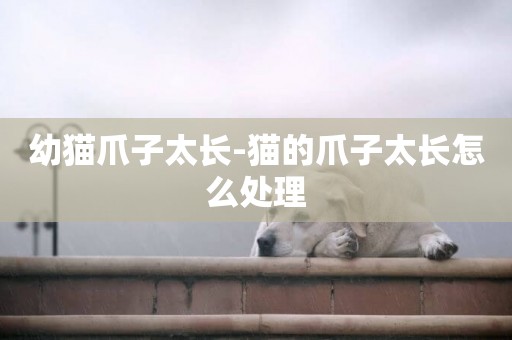 幼貓爪子太長-貓的爪子太長怎么處理