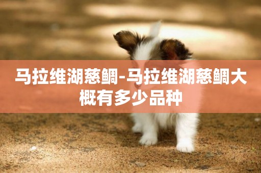 馬拉維湖慈鯛-馬拉維湖慈鯛大概有多少品種