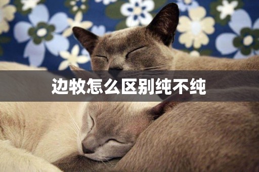 邊牧怎么區別純不純