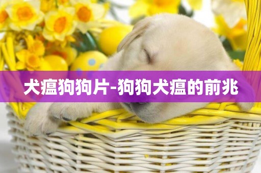犬瘟狗狗片-狗狗犬瘟的前兆