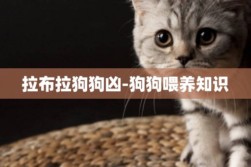 拉布拉狗狗兇-狗狗喂養知識