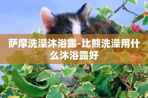 薩摩洗澡沐浴露-比熊洗澡用什么沐浴露好