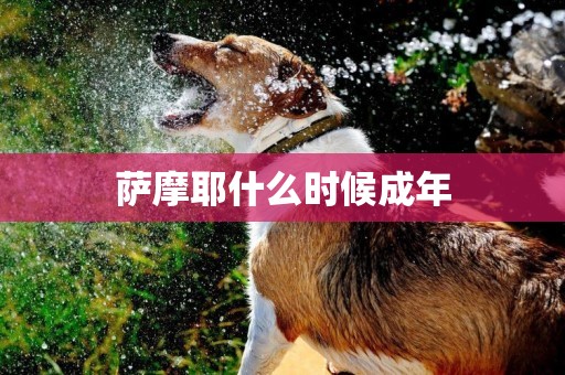 薩摩耶什么時候成年