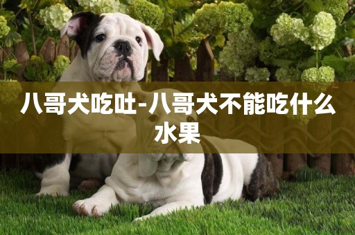 八哥犬吃吐-八哥犬不能吃什么水果