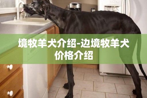 境牧羊犬介紹-邊境牧羊犬價格介紹