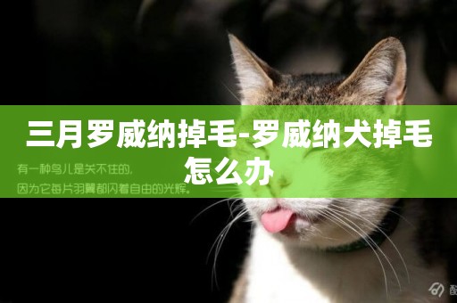 三月羅威納掉毛-羅威納犬掉毛怎么辦