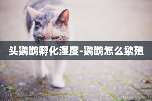 頭鸚鵡孵化濕度-鸚鵡怎么繁殖