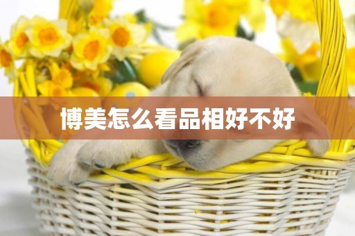 博美怎么看品相好不好