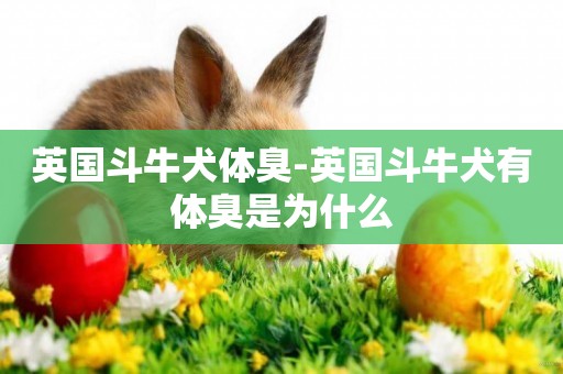 英國斗牛犬體臭-英國斗牛犬有體臭是為什么